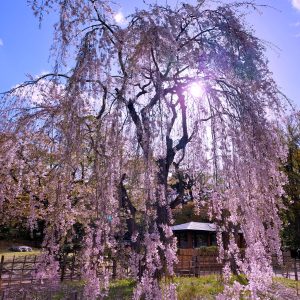 455_光のどけき　春の日に/中島公園